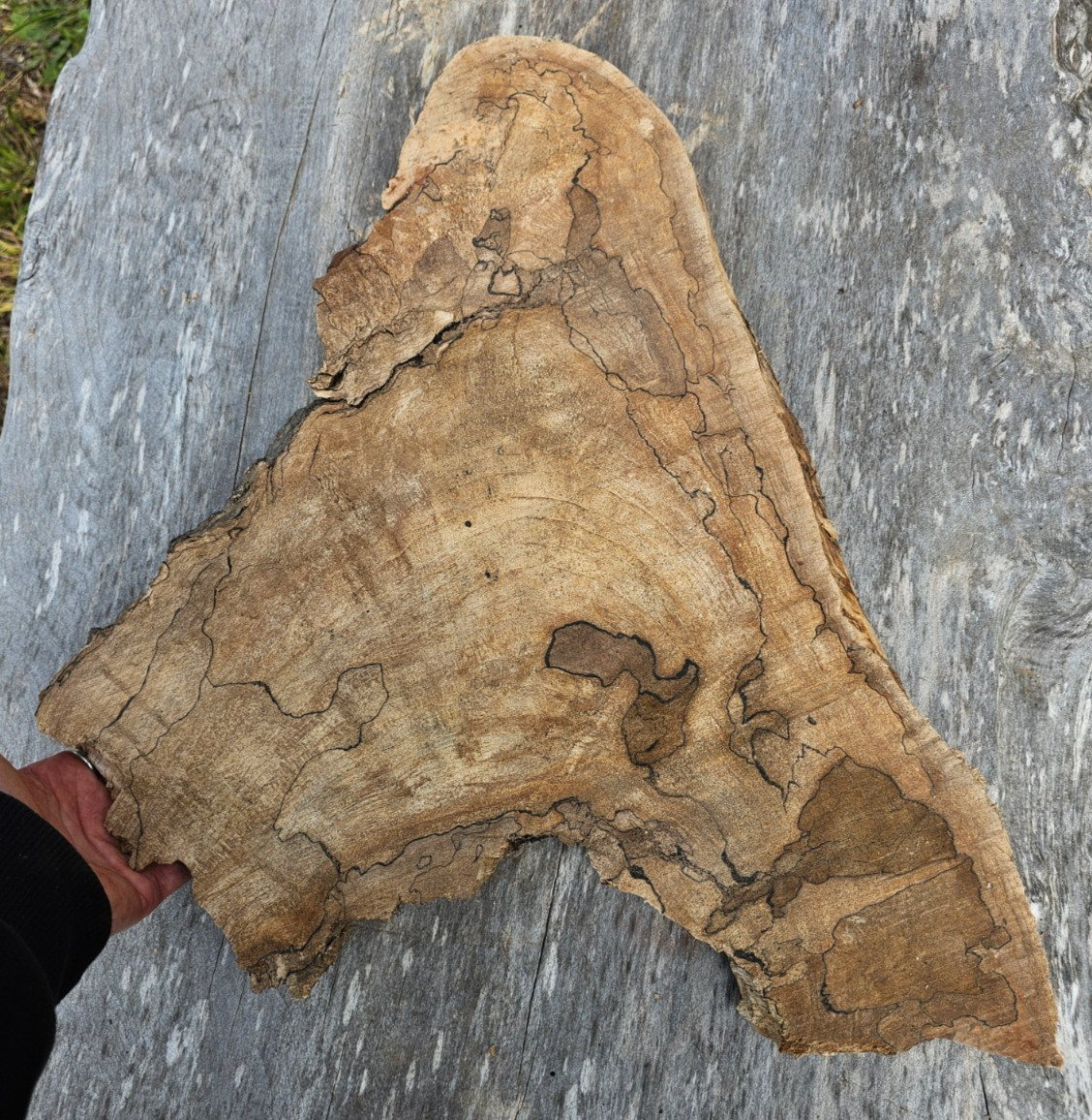 Natural Edge Ink Line Spalted Maple Slab