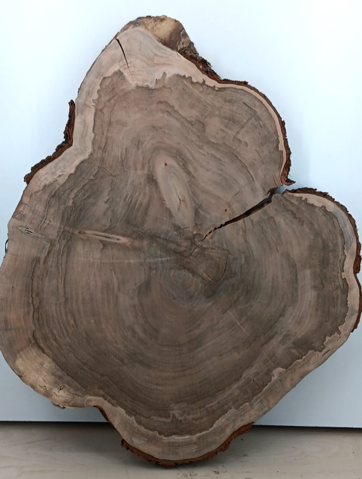 Soft Maple Live-edge Cookie, 1 3/4″ x 29″ – 39″
