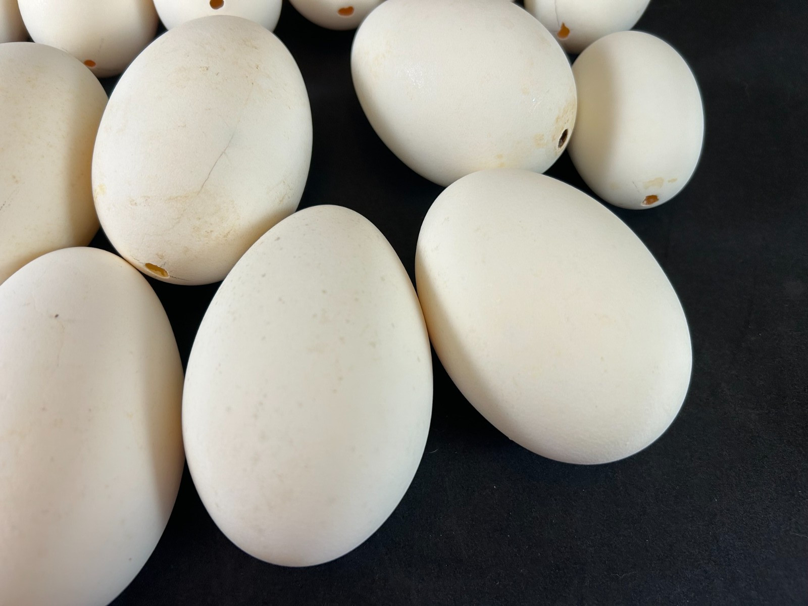 Mixed Lot of 25 Blown Out Goose & Chicken Eggs for Crafts 2.5″ to 4″