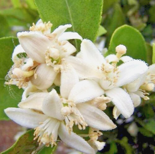VICTORIAN NEROLI Fragrance Oil to craft Candles Soaps Lotions Bath products
