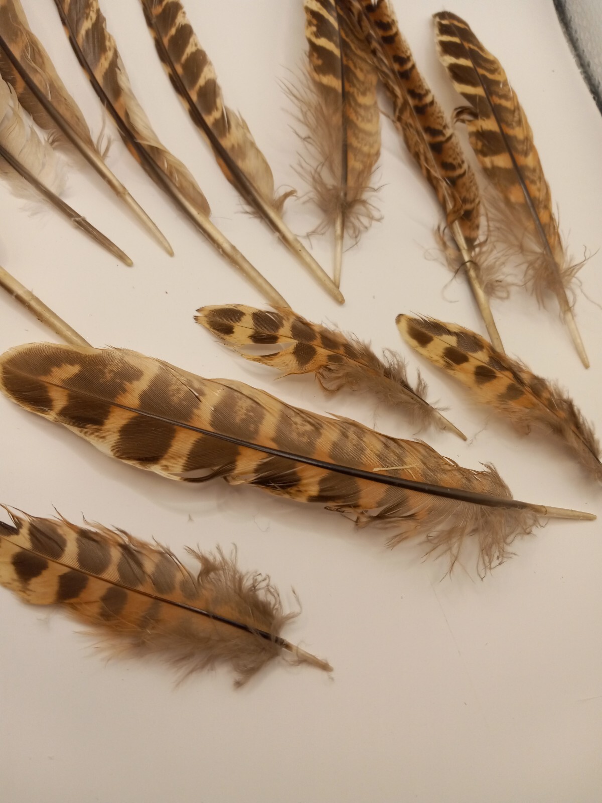 cruelty free found PHEASANT and other Natural Feathers