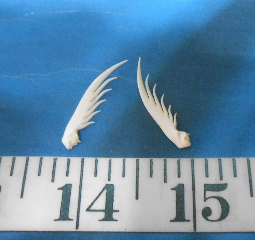 ~ Squilla Claws ~2~ White/ Ivory ~ Seashells ~ Shellcraft~ Sailor’s Valentines ~
