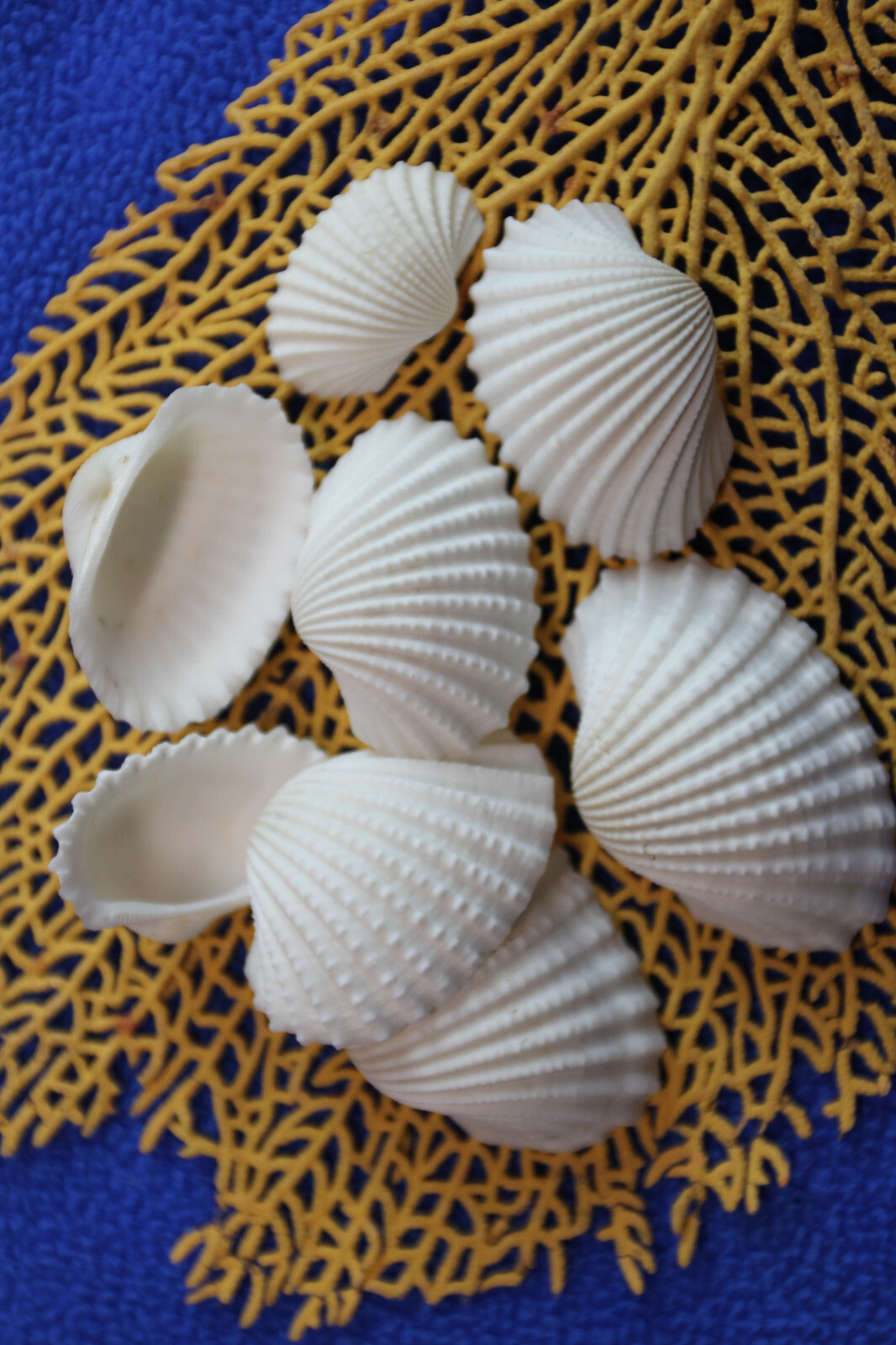 WHITE ARK CRAFT SESHELLS, Sailors Valentines, Beach Decor, Bath Decor, SS-502