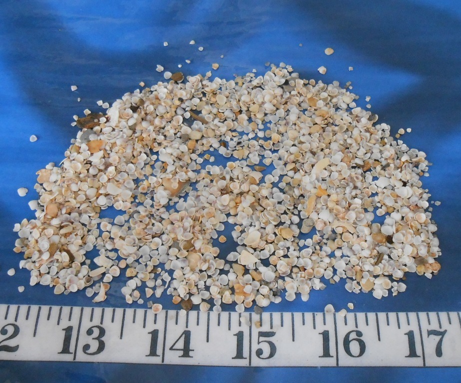 ~ Gem Shells ~ White/Ivory/Purple ~ *UNSORTED* ~ 1 Tbsp ~ Sailor’s Valentines ~