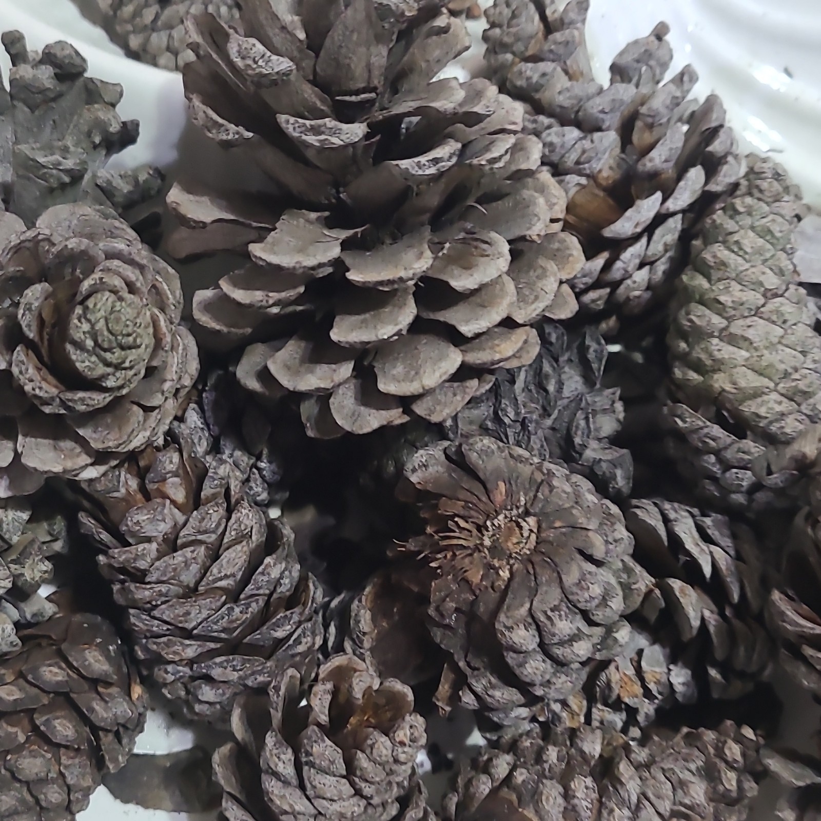 Mixed Assorted Natural Pine Cones Craft Lot, Multiple Pinecones