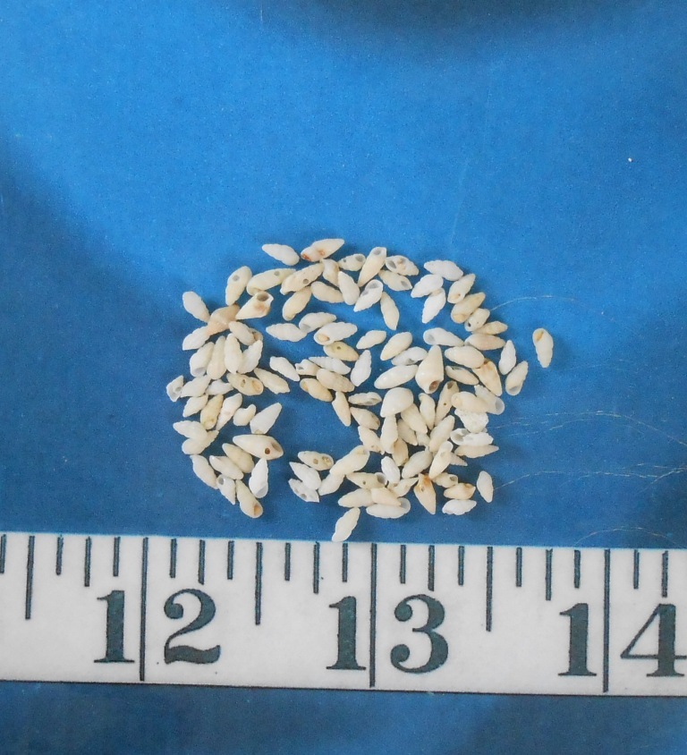 ~ Rissoina Shells ~ *MICRO* ~ 100+ ~ Ivory ~ Shellcraft ~ Sailor’s Valentines ~