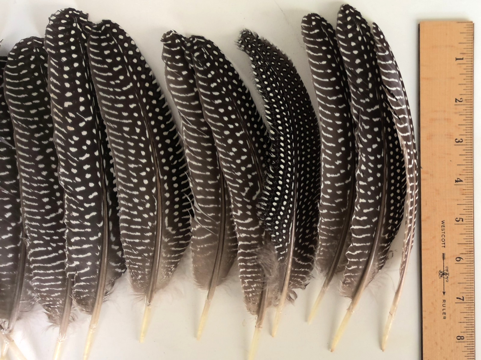 Lot of 19 Pearl Guinea Fowl Wing Tail Quill Feathers 7″ – 9″ Cruelty-Free USA #2