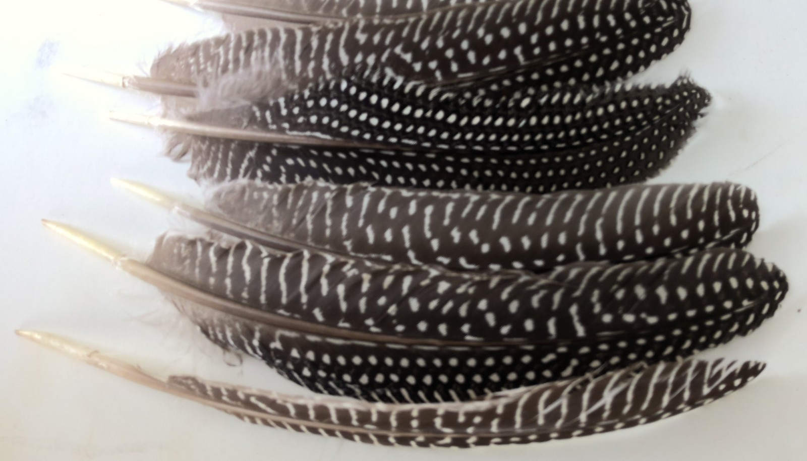 Lot of 19 Pearl Guinea Fowl Wing Tail Quill Feathers 7″ – 9″ Cruelty-Free USA #2