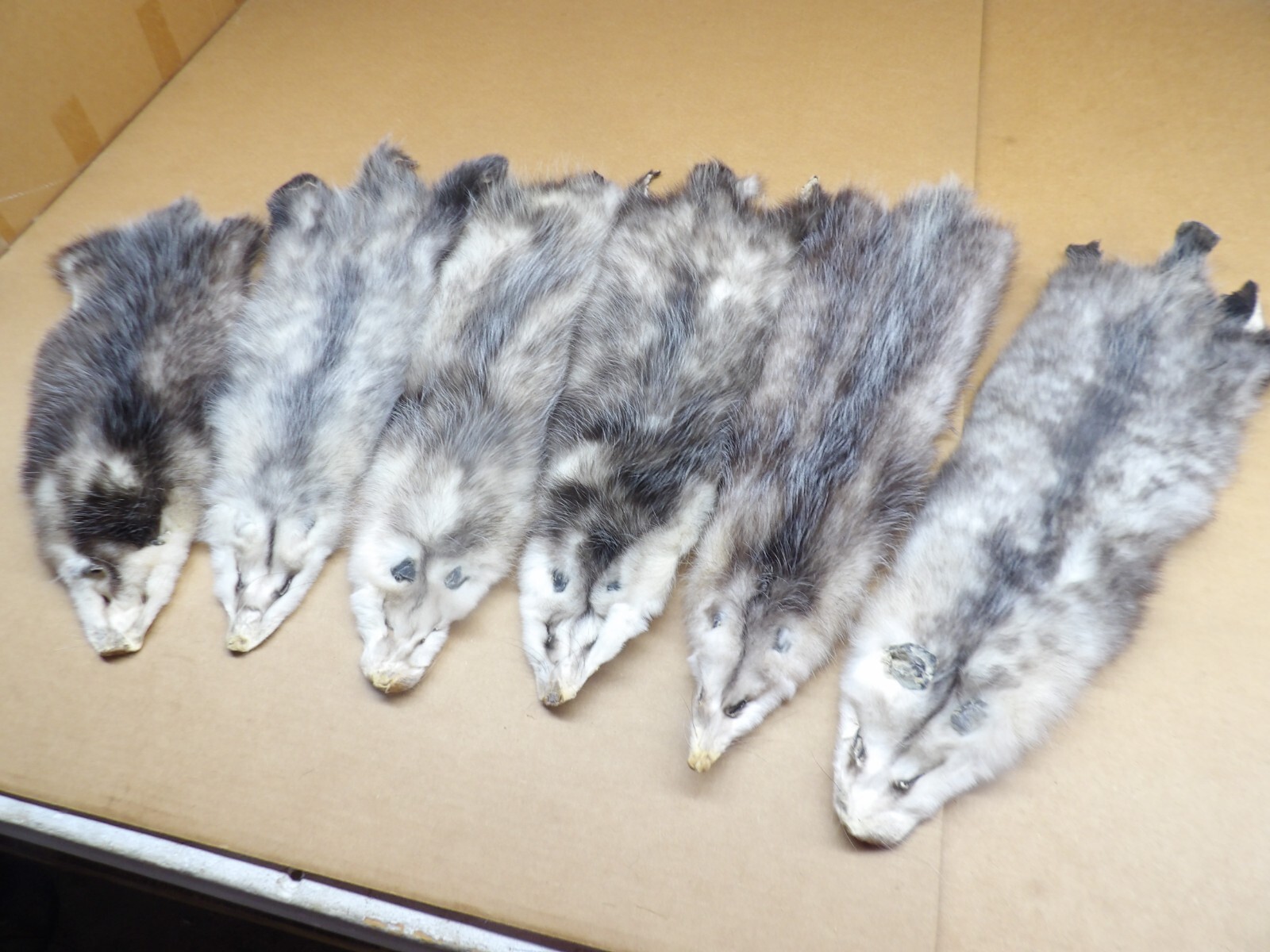Professionally Tanned #2 L Opossum Hide/Furs/Taxidermy/Crafts/Real USA Furs