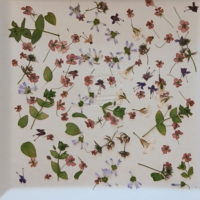 Pressed Dried Mixed Flowers & Leaves Assortment, Multiple Parts, Craft Use