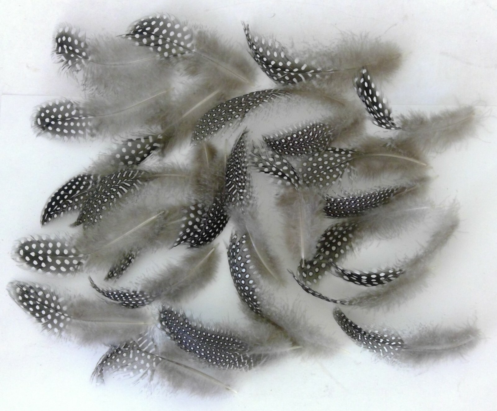 25 Natural Pearl Guinea Fowl Feathers ~4 to 6+ Inches Long Cruelty-Free USA
