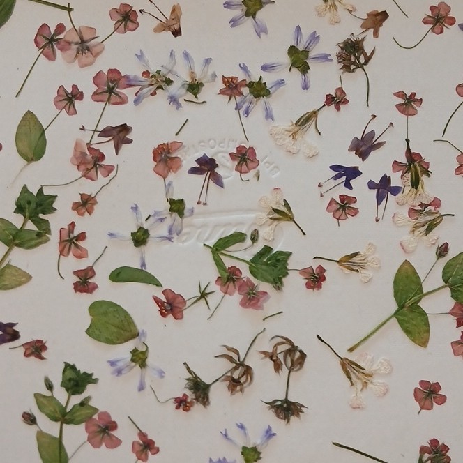 Pressed Dried Mixed Flowers & Leaves Assortment, Multiple Parts, Craft Use