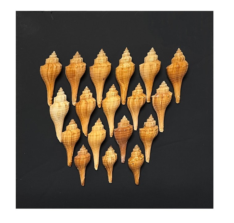 Fox Shells/B54 – 1.1 LB. (APPROX. 30 PCS) – $0.11/PIECE
