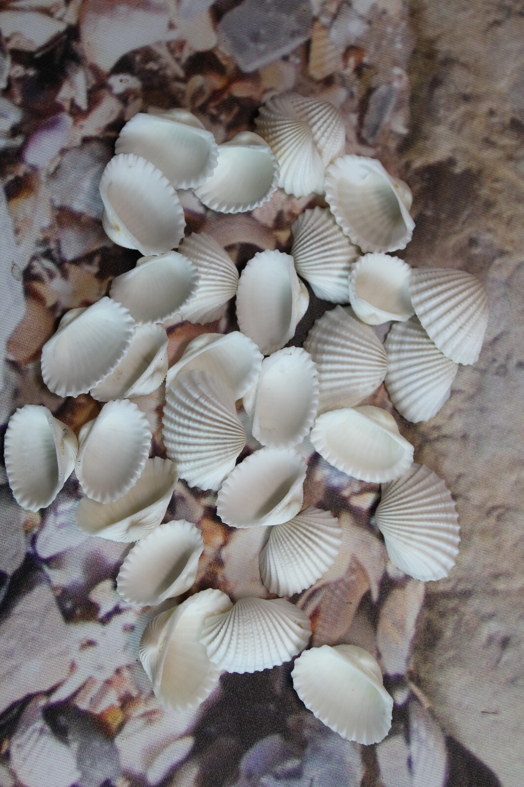 WHITE ARK CRAFT SESHELLS, Sailors Valentines, Beach Decor, Bath Decor, SS-502