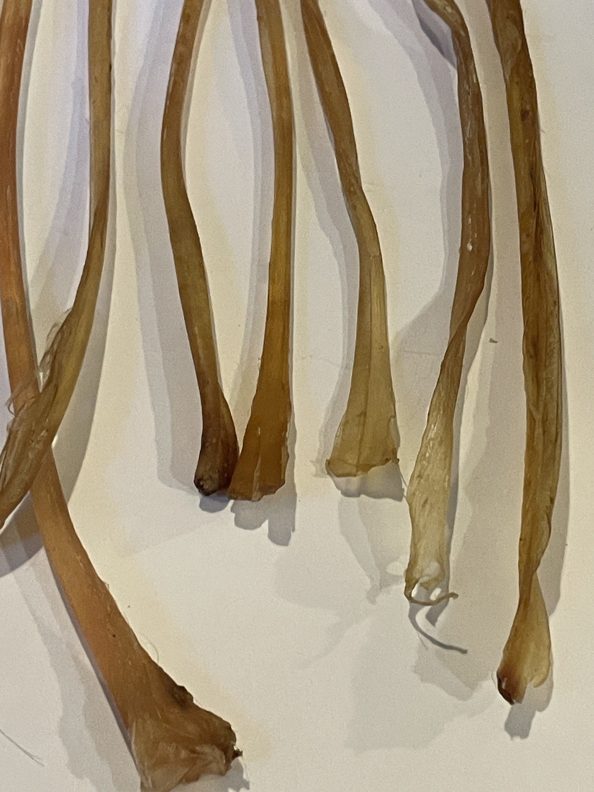 Deer Leg Sinew 11 Pieces Genuine Primitive Crafts Bow Arrow Native Authentic US