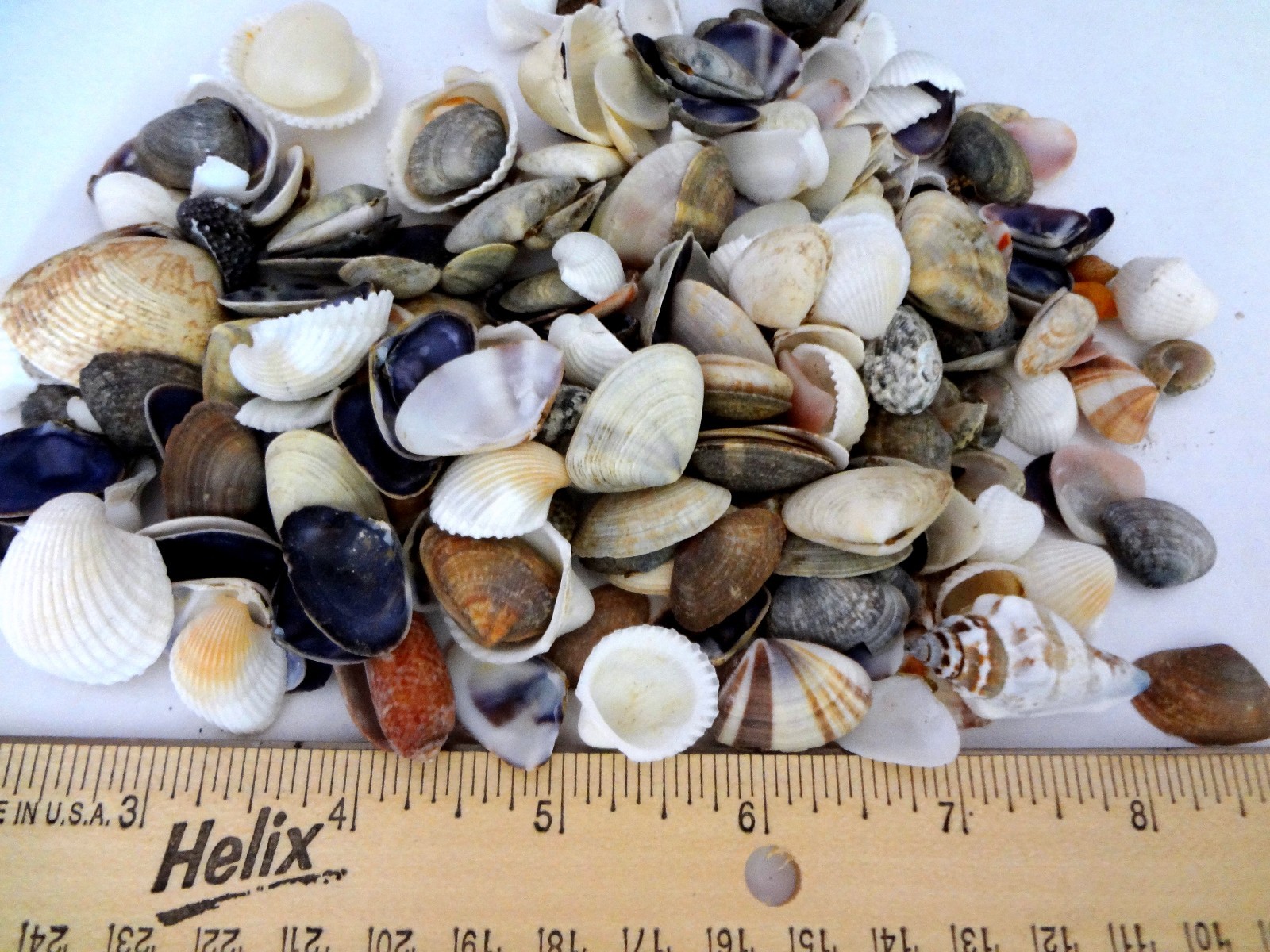 Seashells 2 Pounds lbs Small Assorted Mix Bulk Decorative Arts Crafts