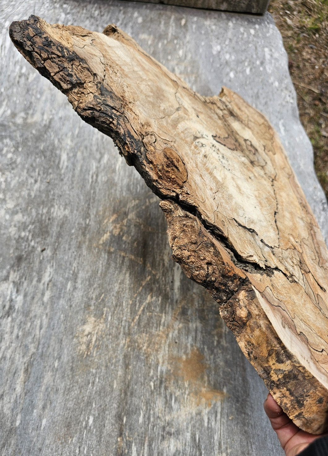 Natural Edge Ink Line Spalted Maple Slab