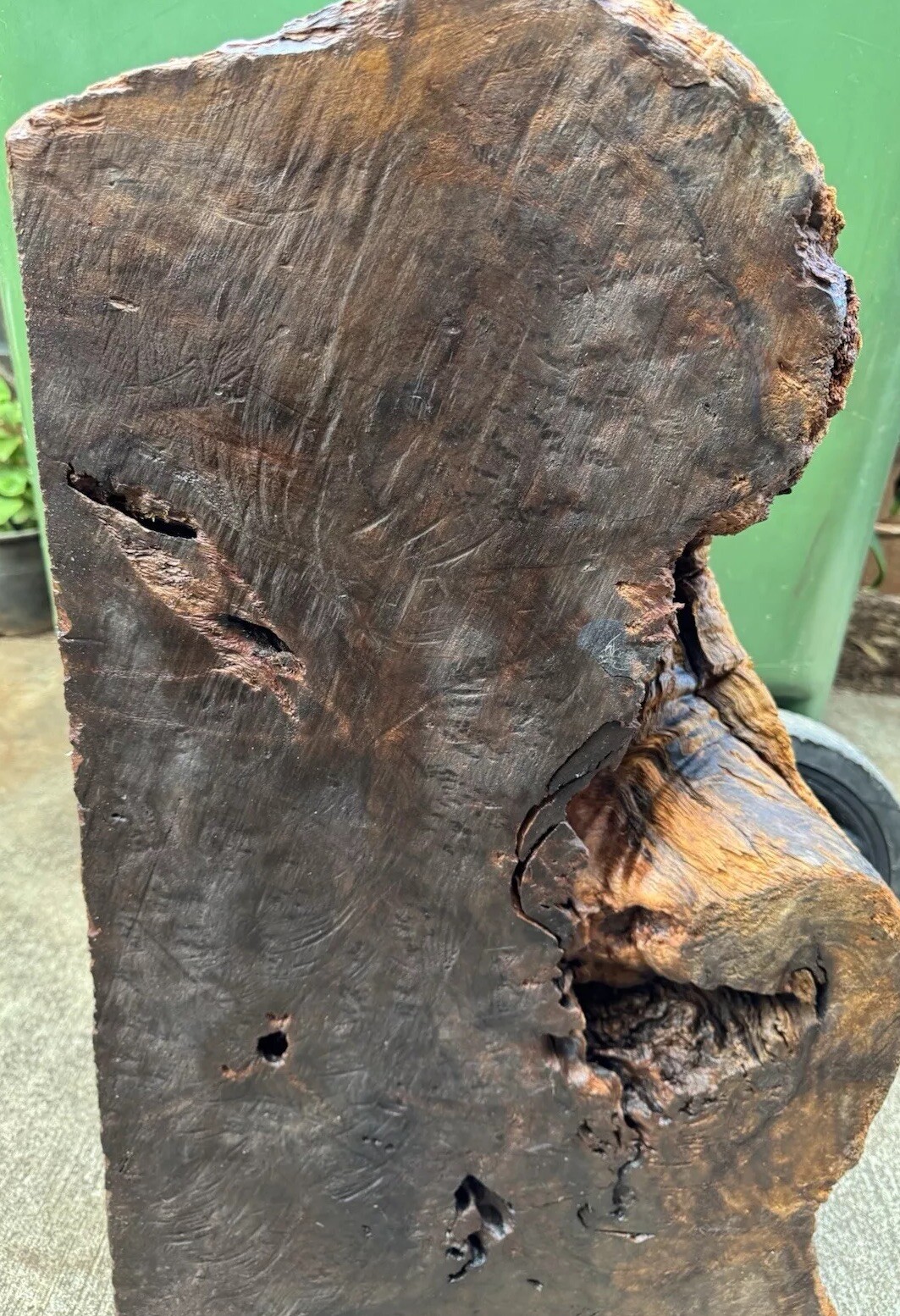 12106 Camphor burl wood turning blank ,hybrid Scale,Dried, 30”x 15”x 6”