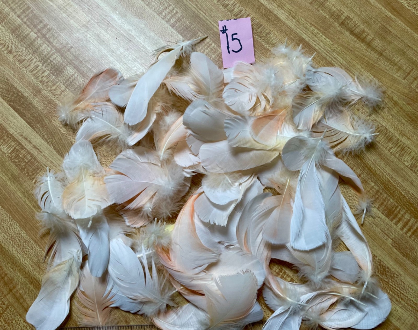 Cruelty-Free Naturally Shed Pet Parrot Feathers for Crafts