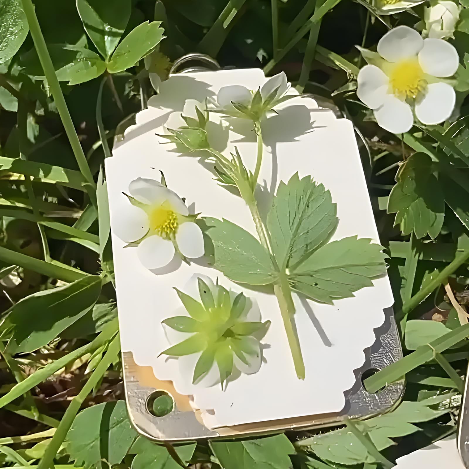 NIXNEHC Micro Mini Flower Press Kit, Miniature Flowers Pressing, Small Pocket…