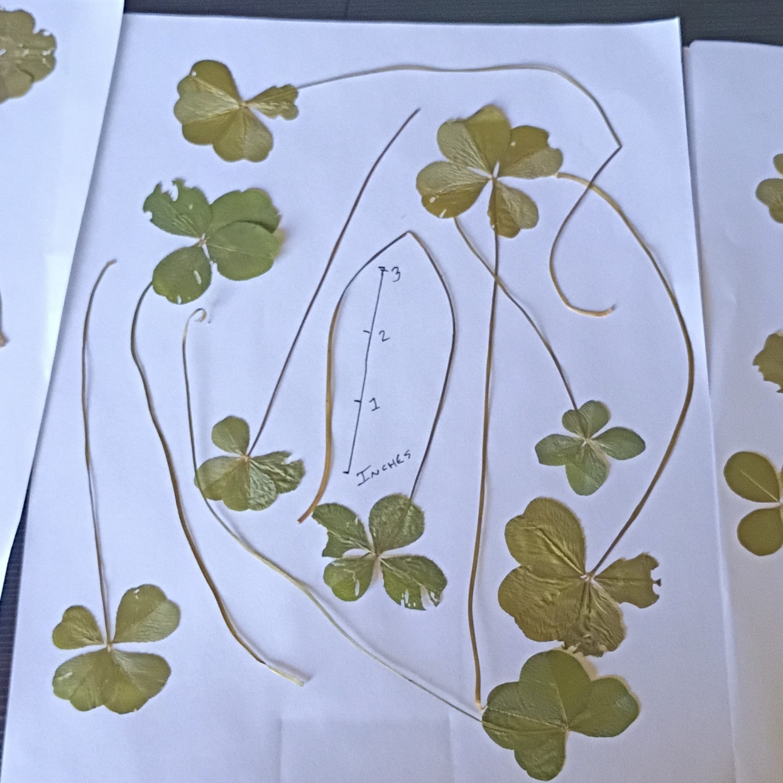1 Pressed Dried Clover with Long Stems, Multiple Parts Craft Botanicals
