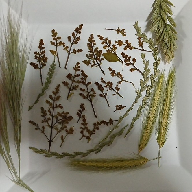 Assorted Dried Botanical Stems, Grass & Seed Heads Mix, Multiple Parts