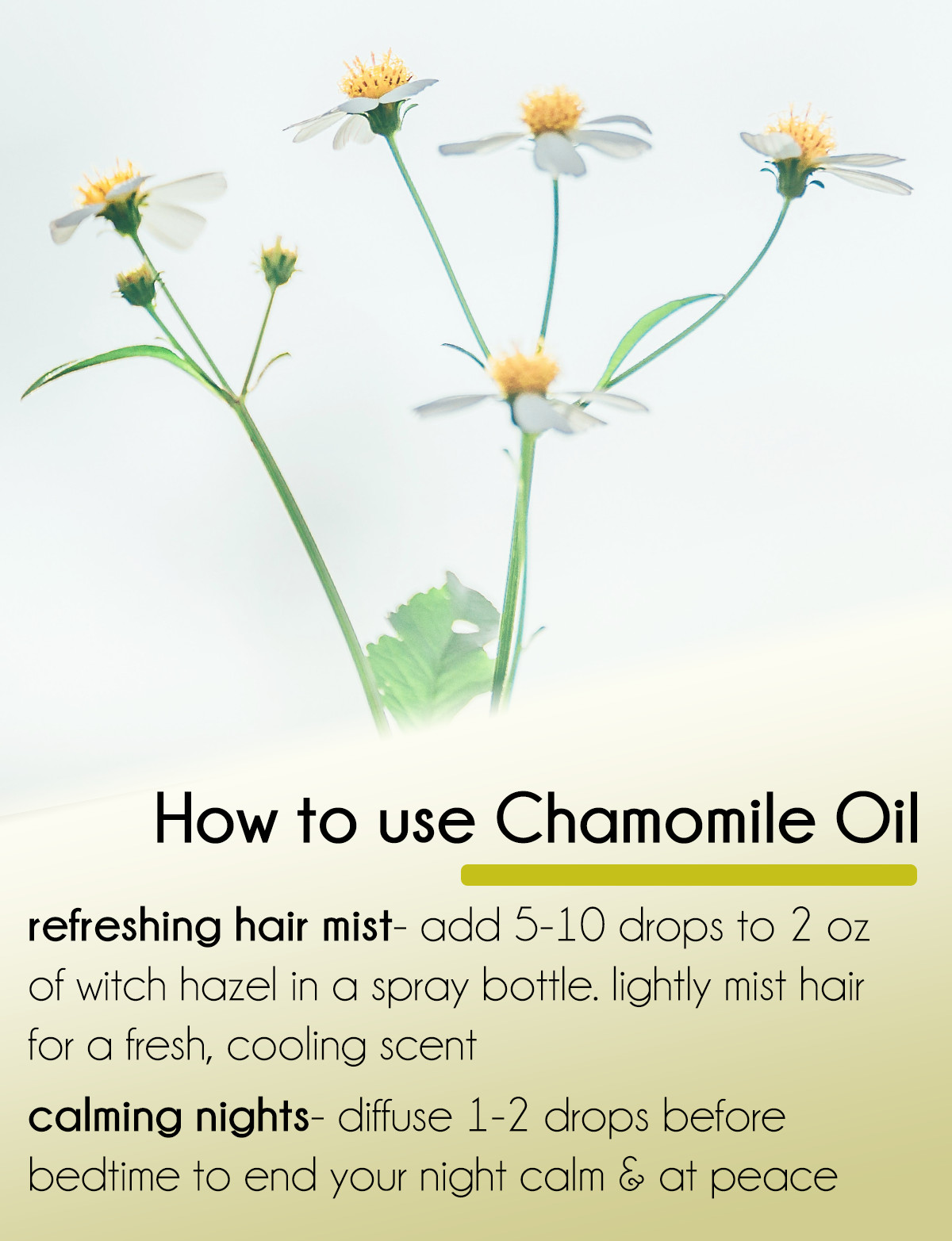 Chamomile Roman Essential Oil 100% Pure & Natural – GC/MS Tested