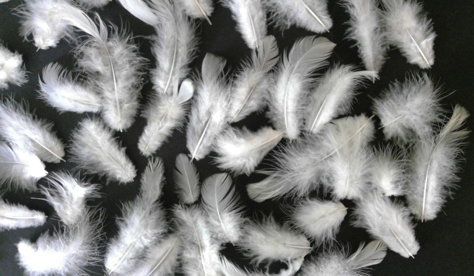 50 Natural Light Brahma Chicken Body Feathers Cruelty-Free USA Mostly White