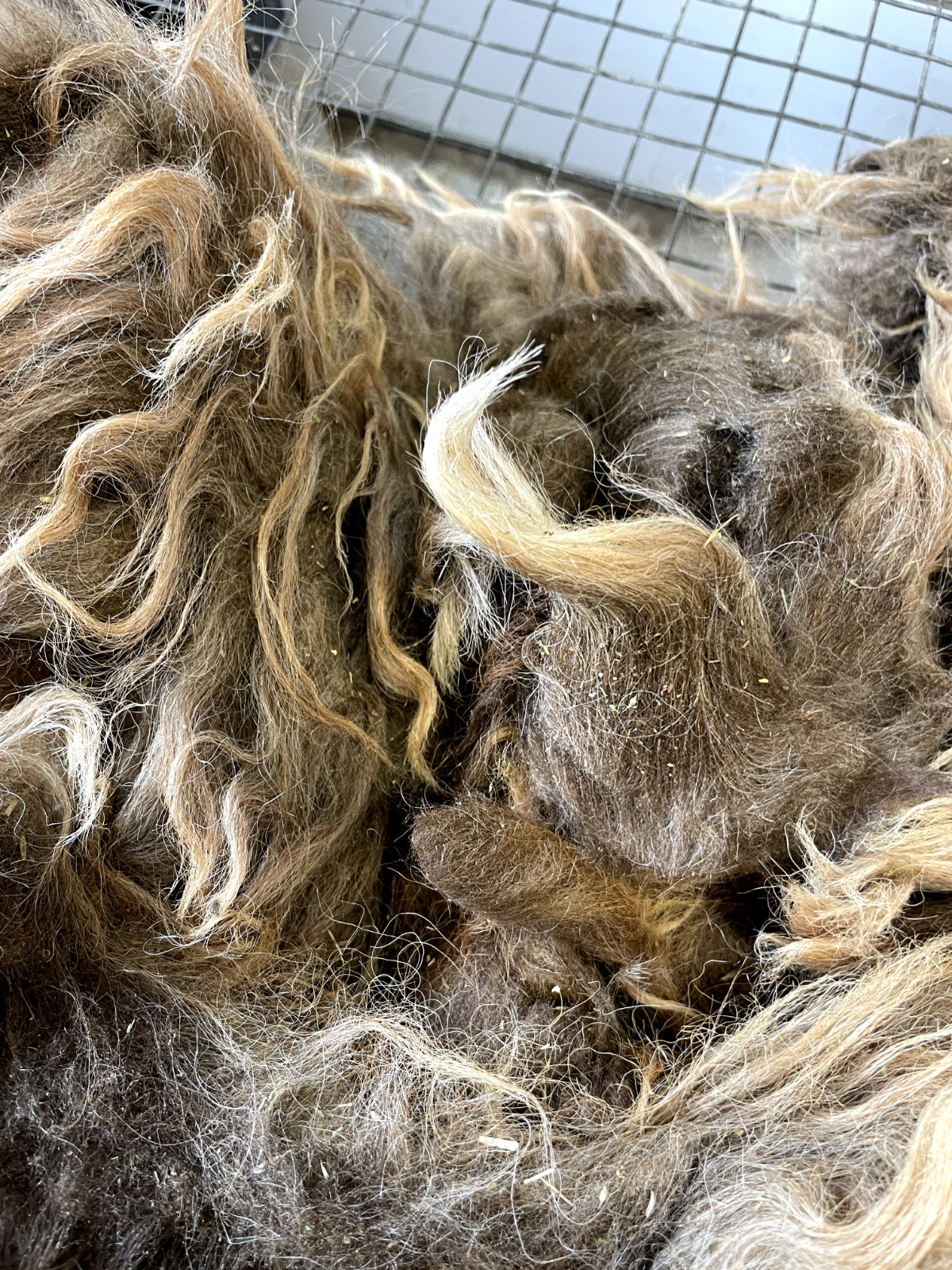 2+lbs Navajo Churro Sheep Wool fiber fleece spinning weaving felting locks hair