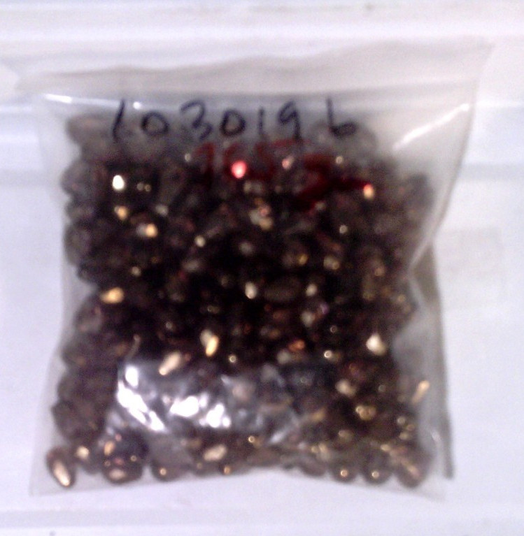 Vtg 165 G FIRE POL TEAR DROP GLASS BRONZE GLAZED TOPAZ BEADS 10X7mm #103019b LL