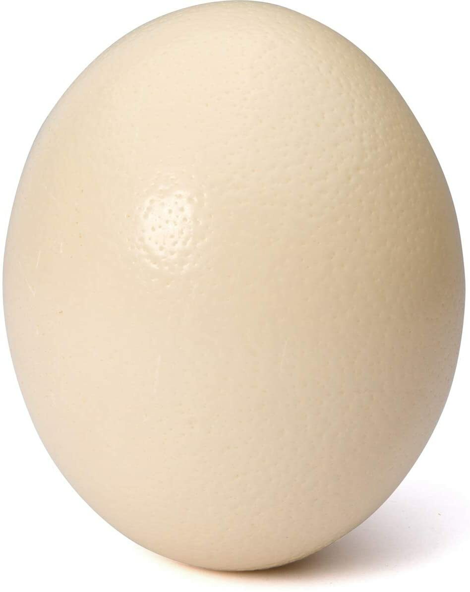 Premium High Quality Blank Ostrich Egg Shell for Crafts, Decoration, Paintings
