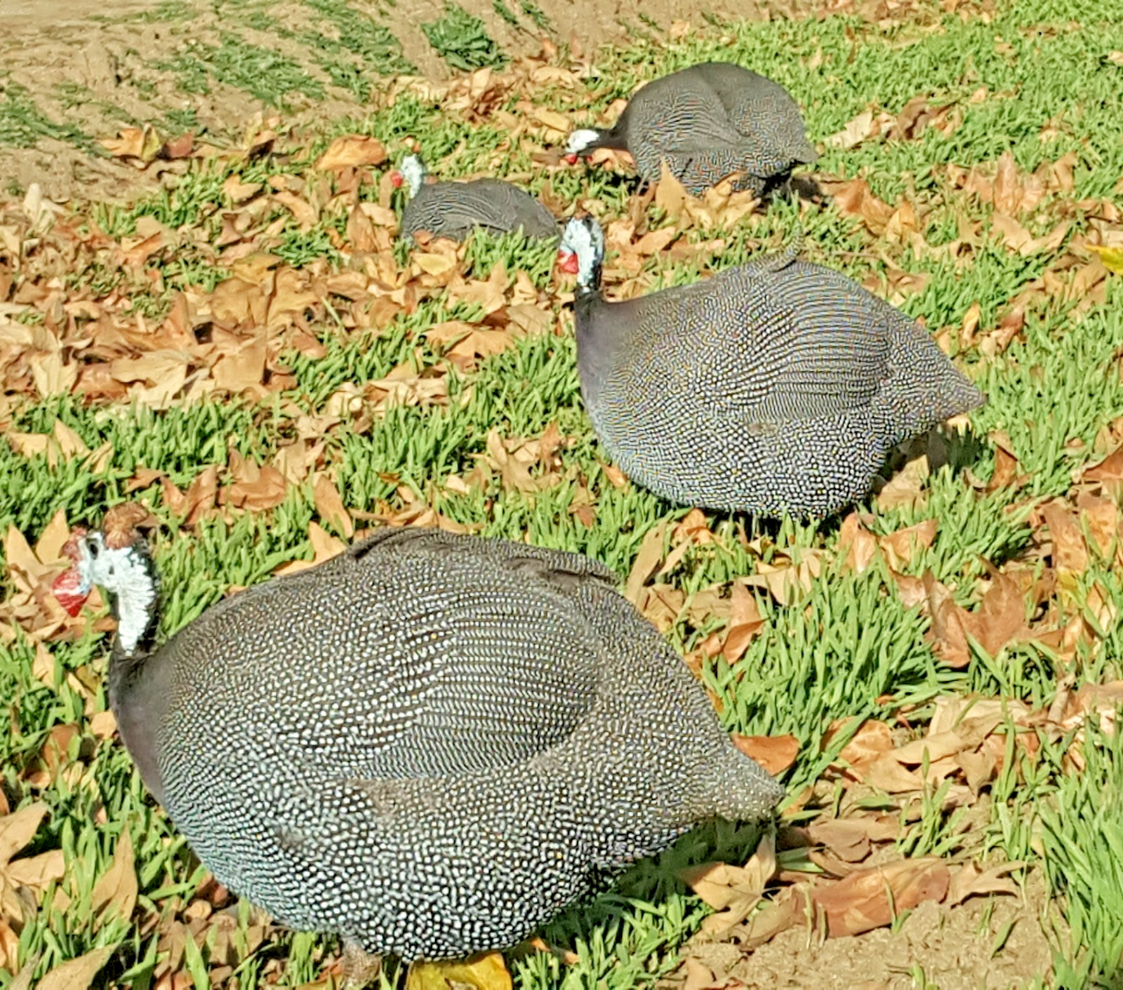 50 Small Natural Pearl Guinea Fowl Feathers 1 to 2+ Inches Long Cruelty-Free USA