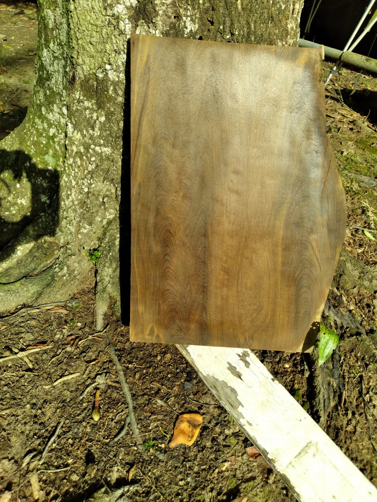 RETURNS ACCEPTED Old Growth Sinker Cypress Slab Craft Wood Kiln Dried FREE SHIPN