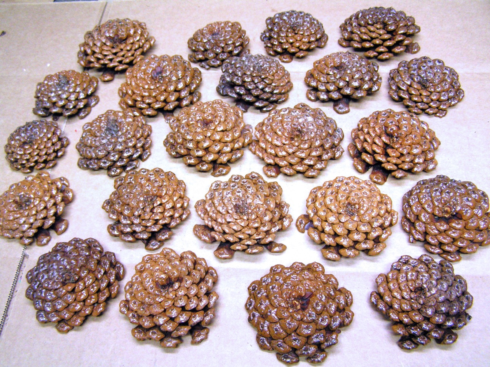 TWENTY THREE Pine cone flowers, crafting slices, zinnia flowers, wreaths, KKS