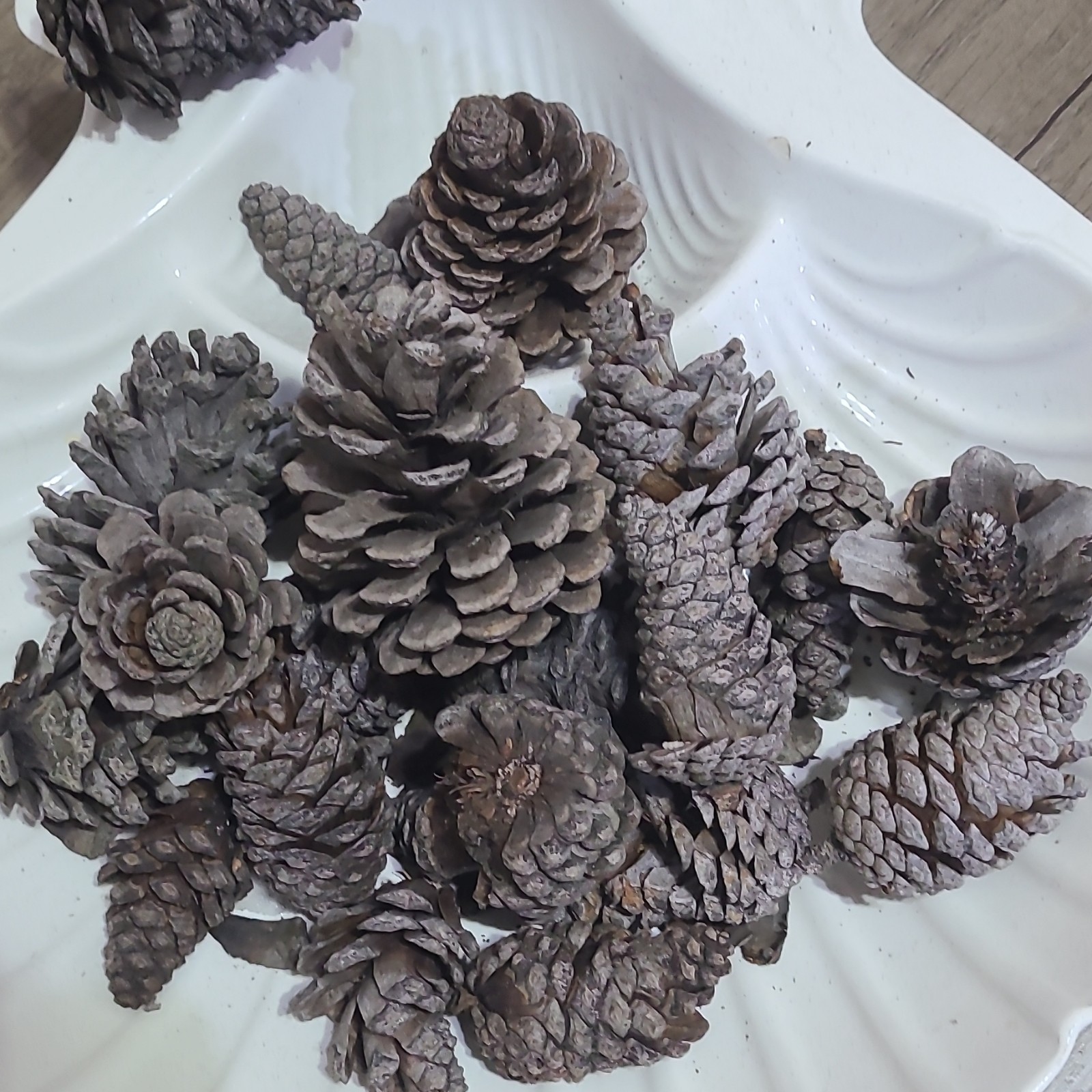 Mixed Assorted Natural Pine Cones Craft Lot, Multiple Pinecones