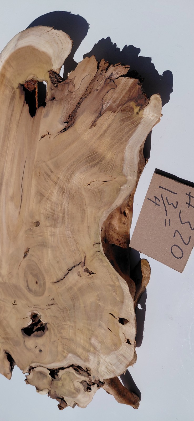 Burl – Fruitless Mulberry Slice. Live Edge. Resin Project, wall art
