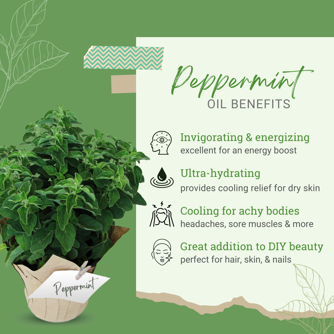 5 ml Peppermint Supreme (Mentha piperita) Essential Oil (100% Pure & Uncut)