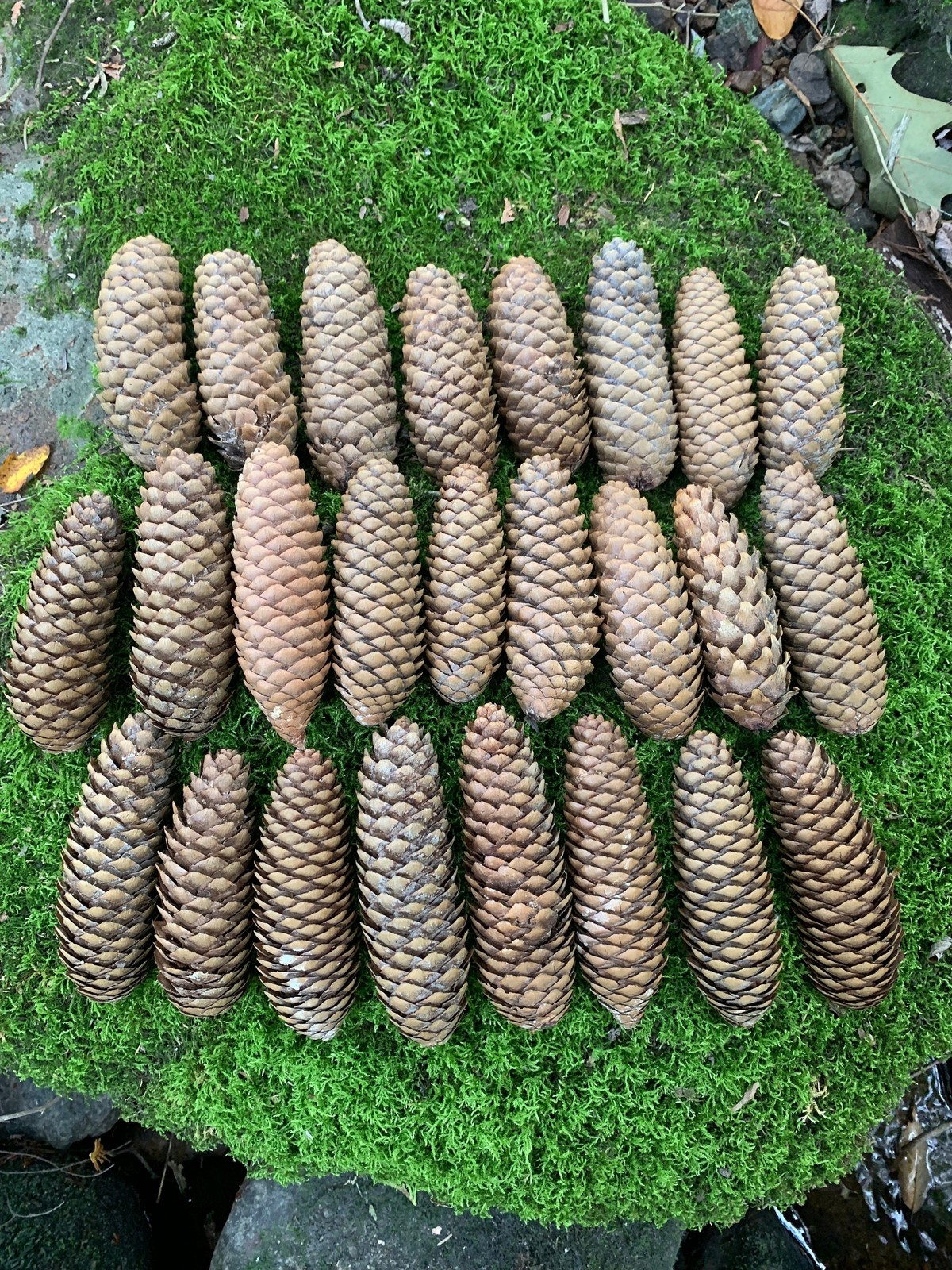 Pine Cones, Larger, Norway Spruce, 25 count, not weathered or gray