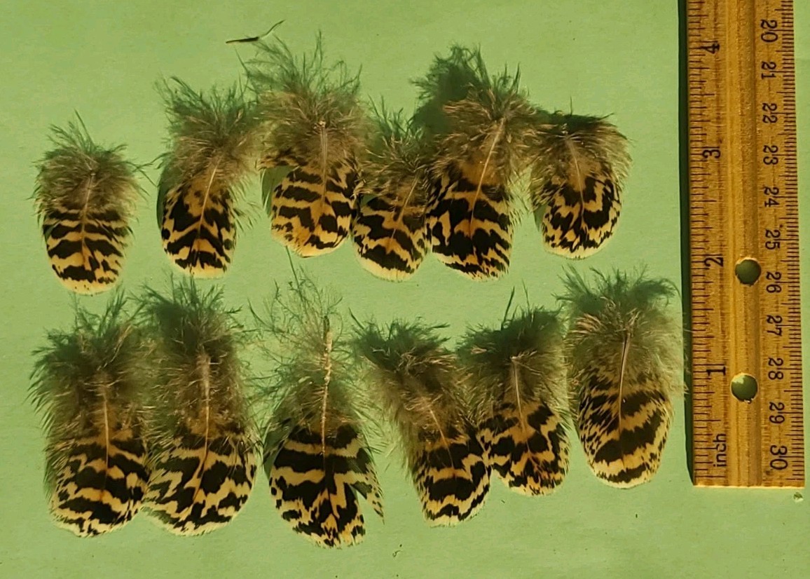 12 Peacock Body Plumage Chinchilla Feather 1″-1 1/2″ Fly Tying cruelty-free B26