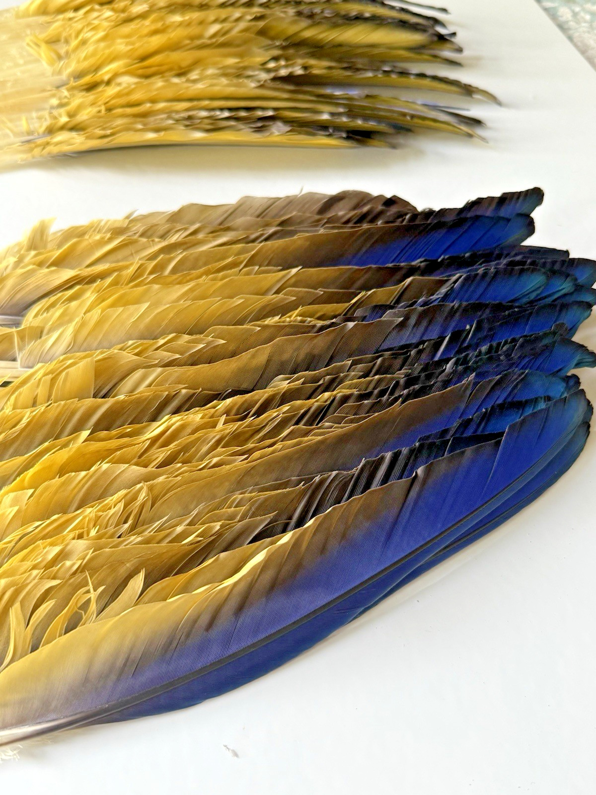 142 CLEAN Blue & Gold Macaw Assorted Wing Feathers Naturally Molted 13-9″