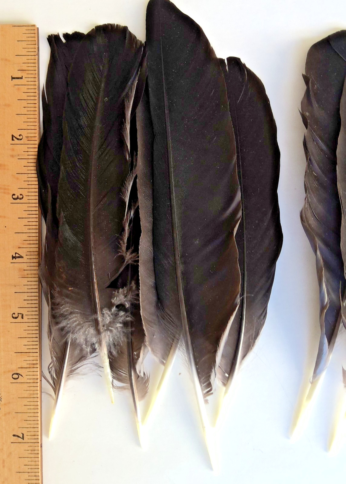 15 Solid Black Wyandotte Chicken Hen ~ 5 – 7+” Tail Feathers Cruelty-Free USA