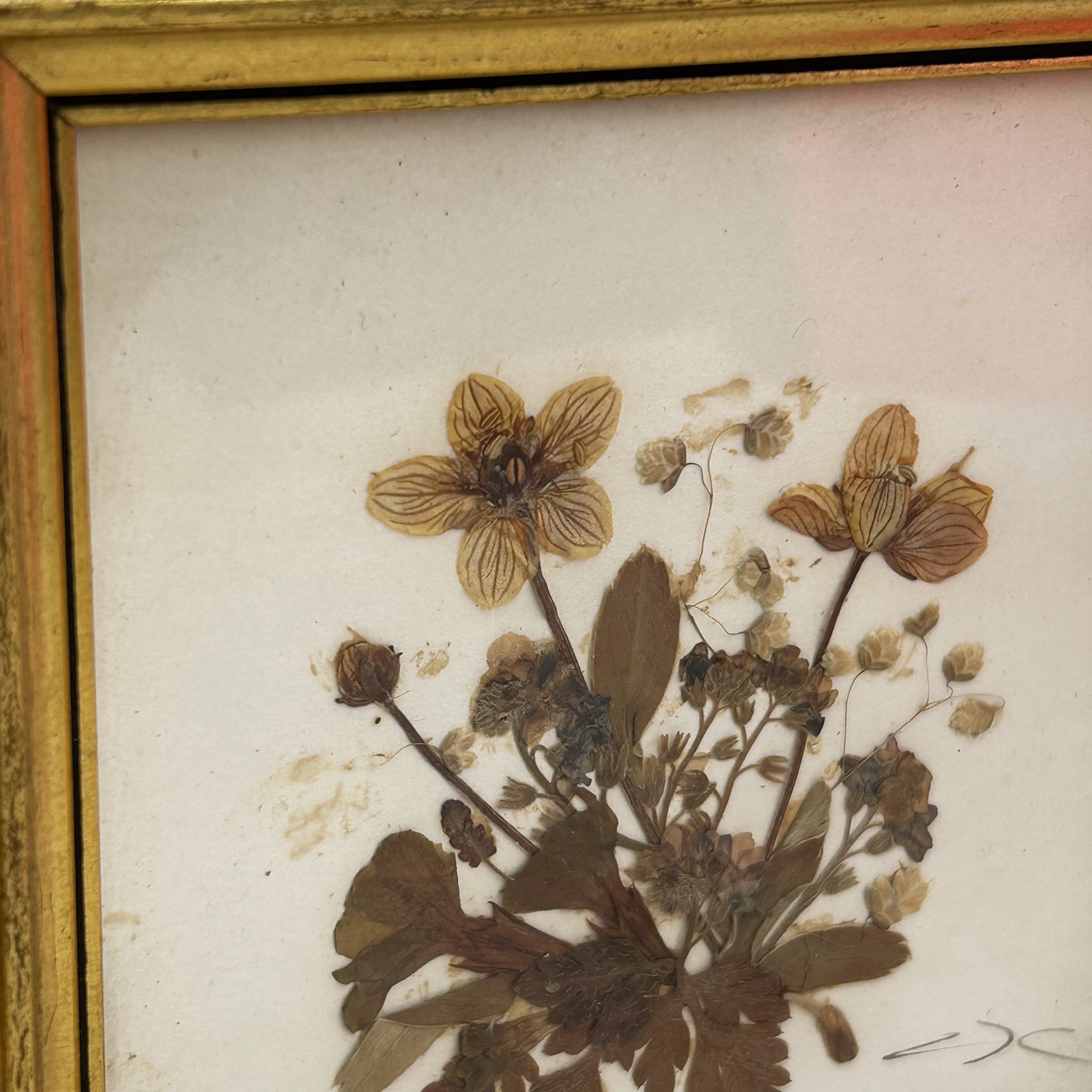 Vintage Tirol Austria Pressed Flower Art Framed Mid Century Dried Botanical 5×5