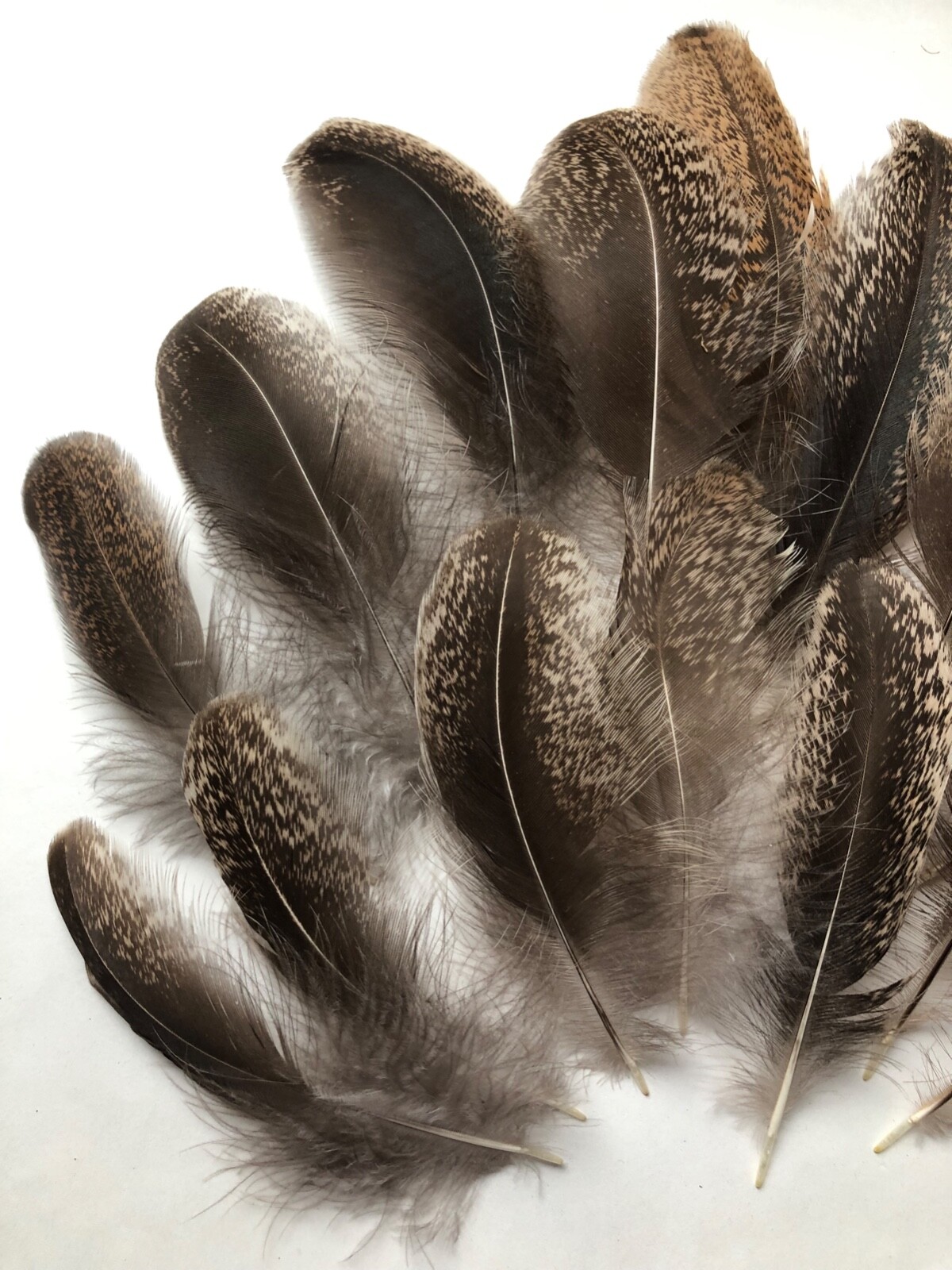 Lot 15 Fancy Black Speckled USA Chicken Crafting Feathers Natural Cruelty Free