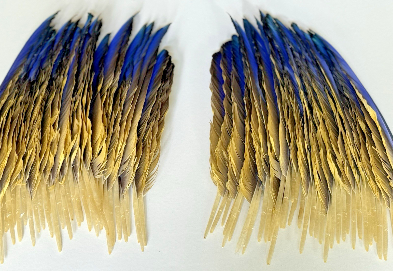 142 CLEAN Blue & Gold Macaw Assorted Wing Feathers Naturally Molted 13-9″
