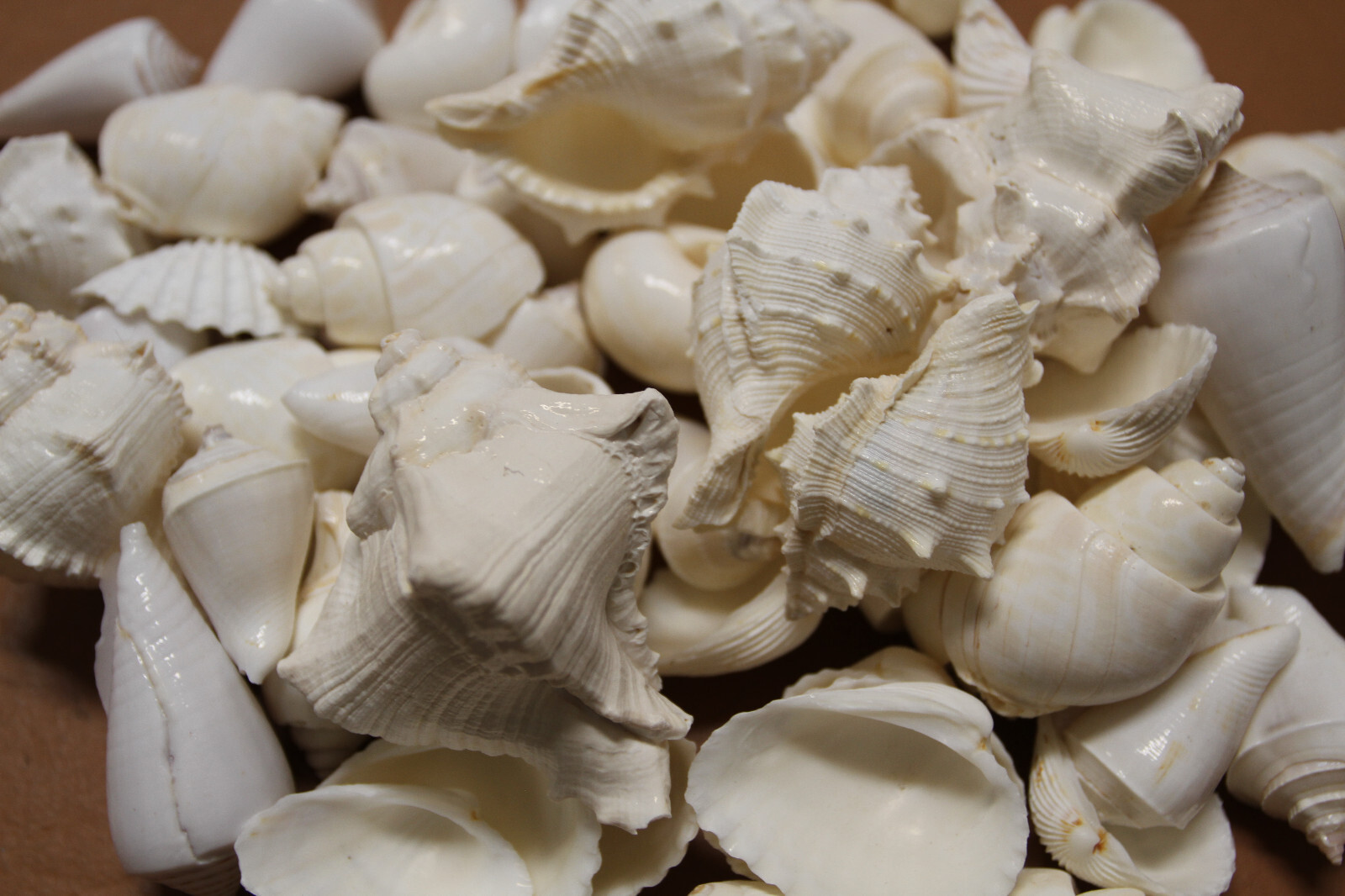 2-LBS. SEASHELL MIX, White Shells, Wedding Decor, Framing Shell, Floral SS-436A