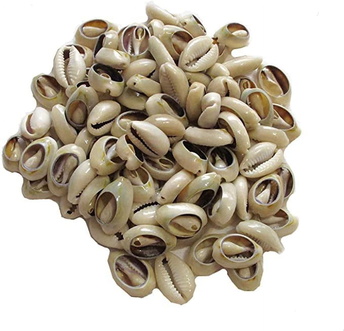100 Pcs White and Lvory Natural Cowrie Shells Beads 0.12 Inches, White, Ivory