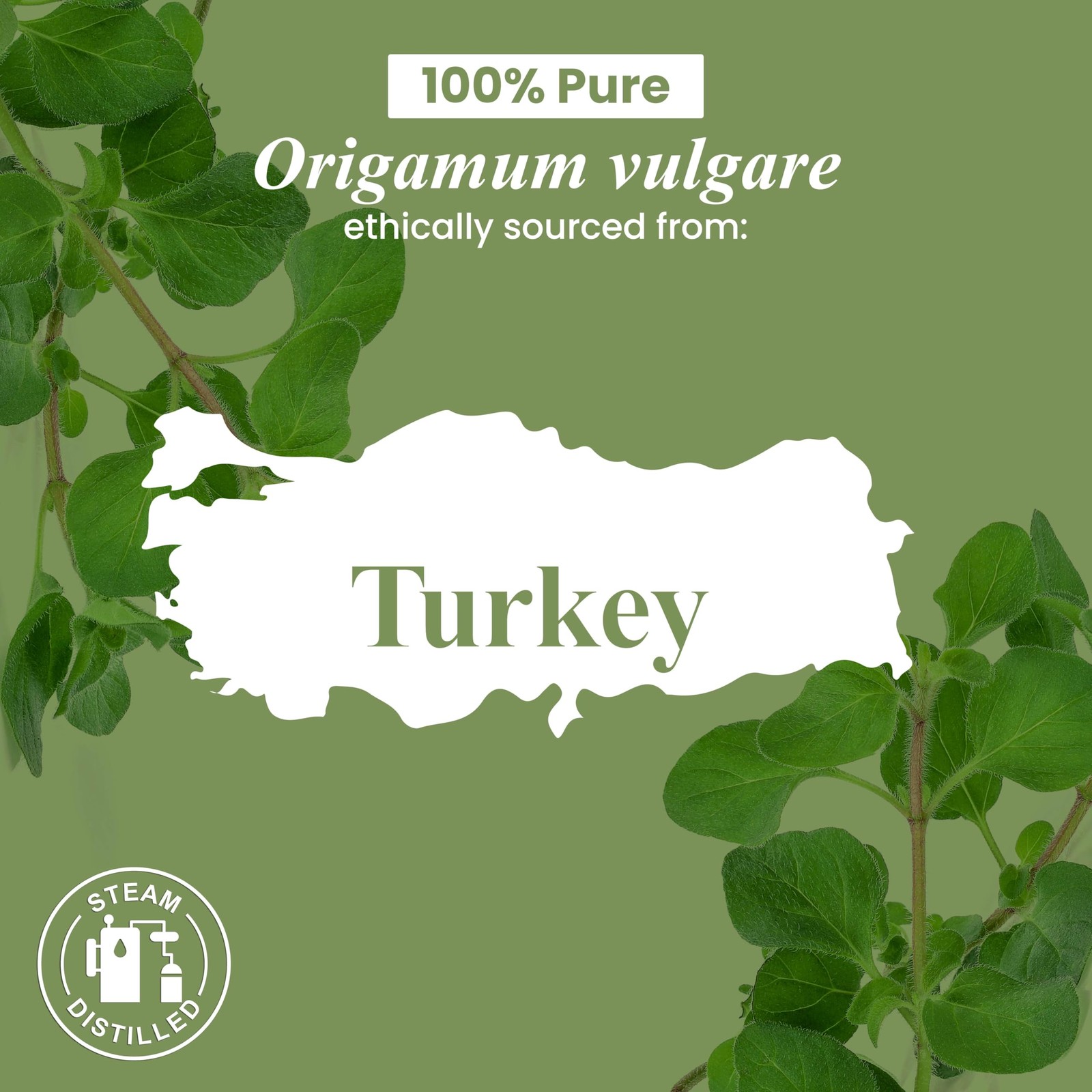 100% Pure Oregano Essential Oil Premium Grade for Aromatherapy and Skin Care