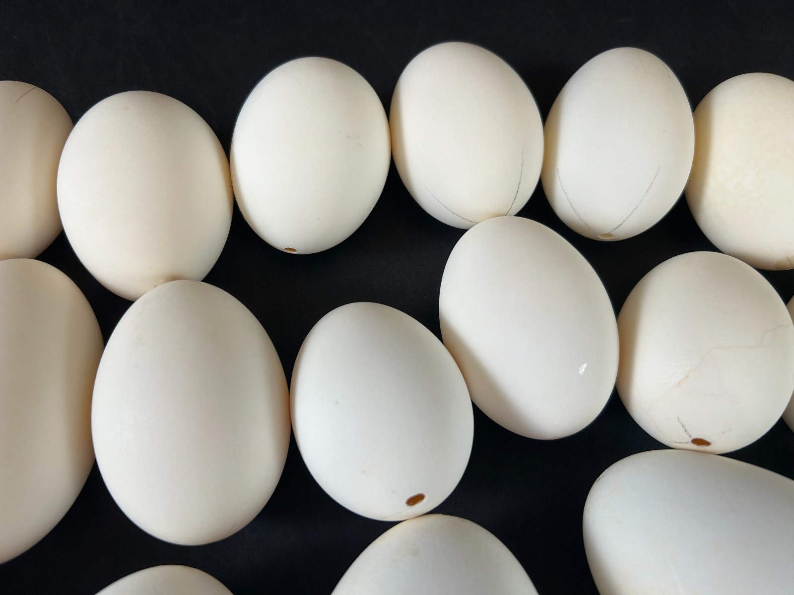 Mixed Lot of 25 Blown Out Goose & Chicken Eggs for Crafts 2.5″ to 4″