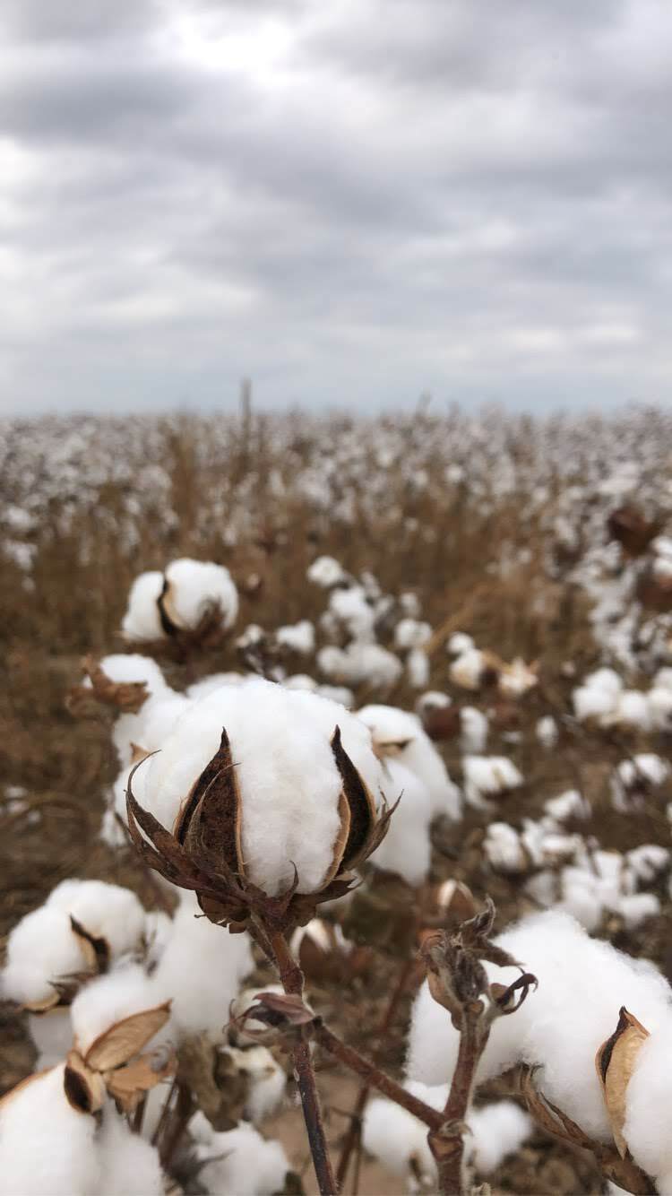 Grown in The USA Raw Cotton Stuffing/Batting