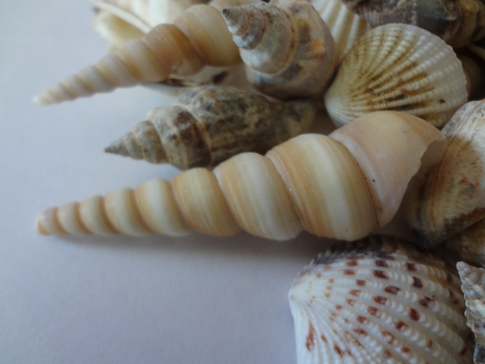 Seashells 2 Pounds lbs Medium Assorted Mix Bulk Decorative Arts Crafts